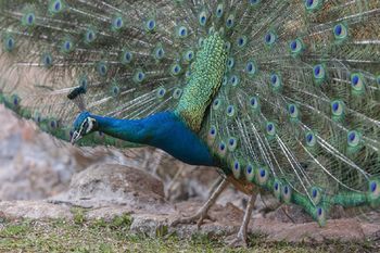 Chales Fazendinha Campos Do Jordao Dış mekan fotoğraf